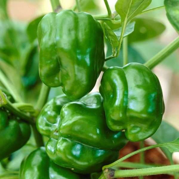Bell Pepper