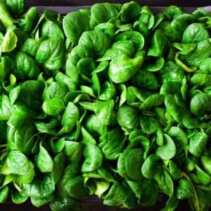 Baby Leaf Spinach