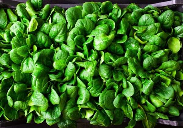 Baby Leaf Spinach