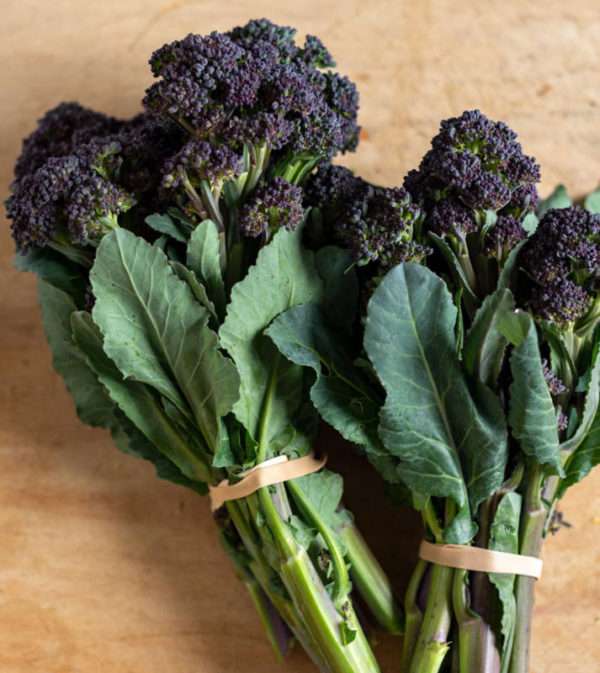 Burgundy Purple Branching Broccoli