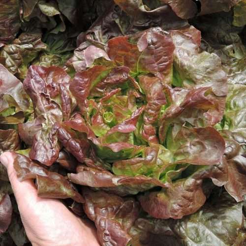 Red Butterhead Lettuce Northern Bay Organics