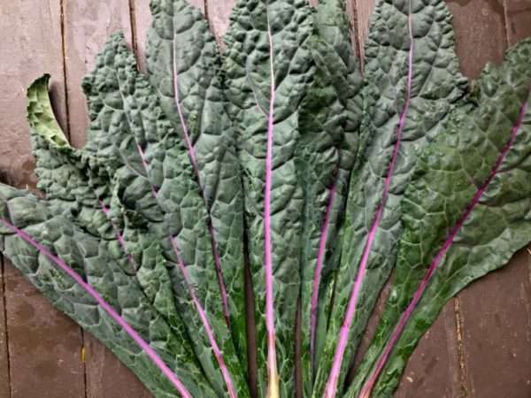 Dazzling Blue Kale - Image 2