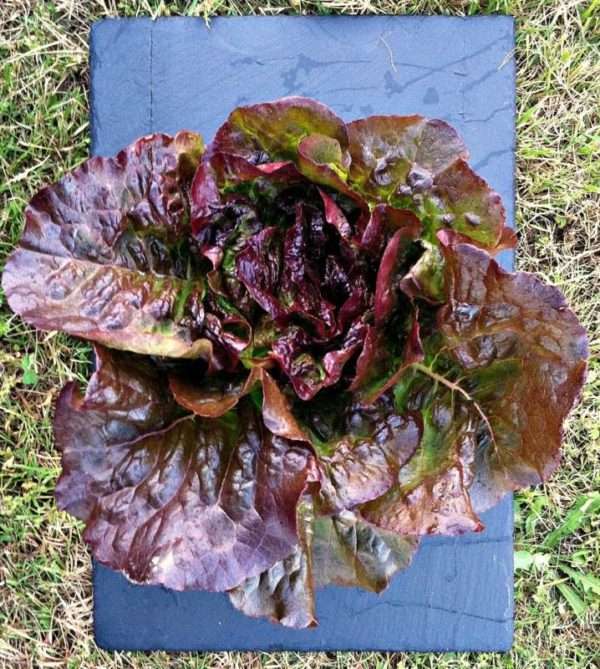 Eruption Lettuce - Image 2