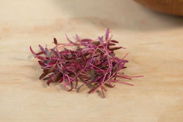 Garnet Red Amaranth Microgreens - Image 2