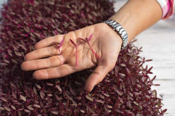 Garnet Red Amaranth Microgreens - Image 3