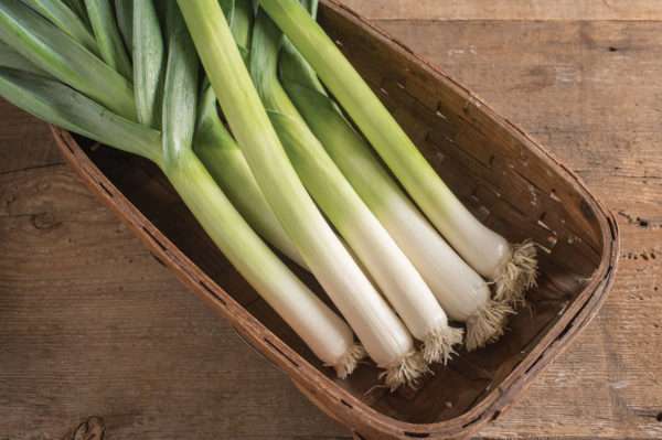 Leek