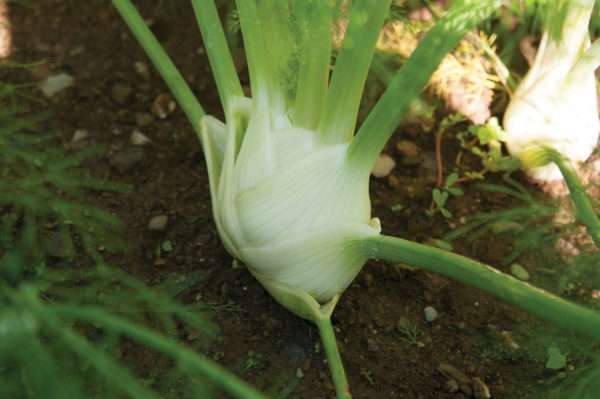 Fennel