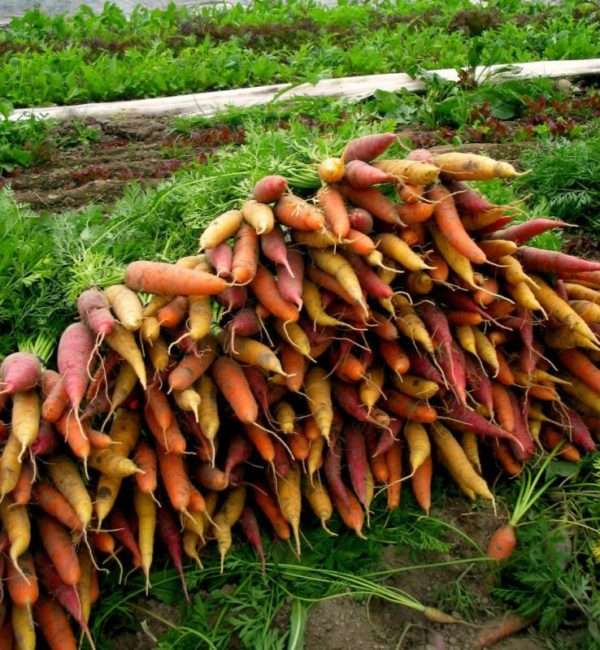 Rainbow Carrots - Image 2