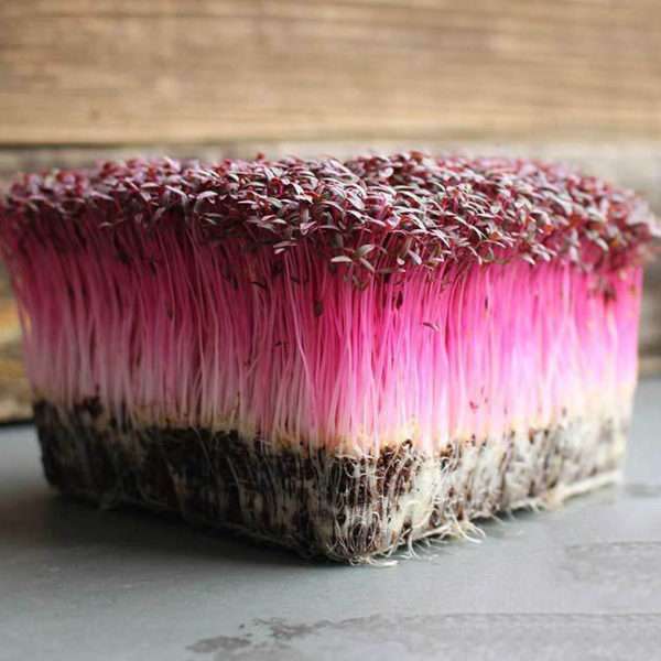 Garnet Red Amaranth Microgreens