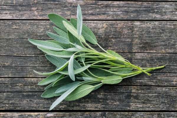 Fresh Sage