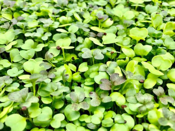 Silk Road Mix Microgreens