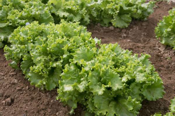 Starfighter leaf lettuce