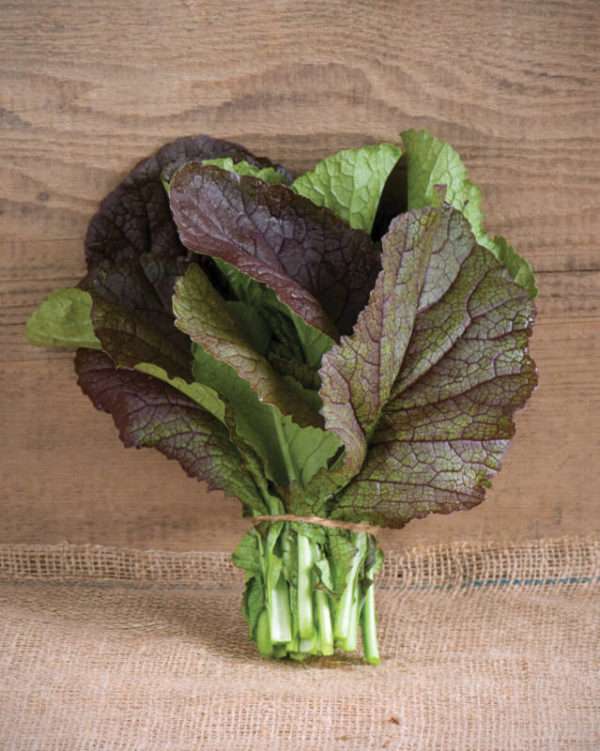 Red Giant Mustard Greens