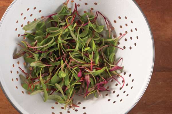 Rainbow Sprinkles - Chard and Beet Microgreens Mix
