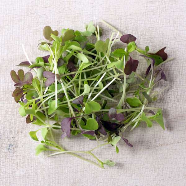 Spicy Mix Microgreens