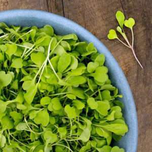 Arugula Microgreens