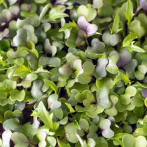 Mild Mix Microgreen