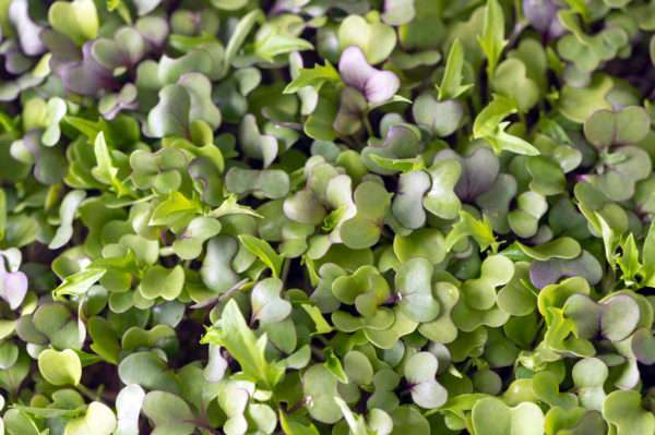 Mild Mix Microgreen