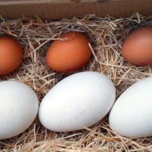 Goose Eggs