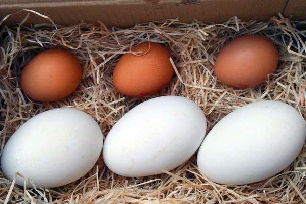 Goose Eggs