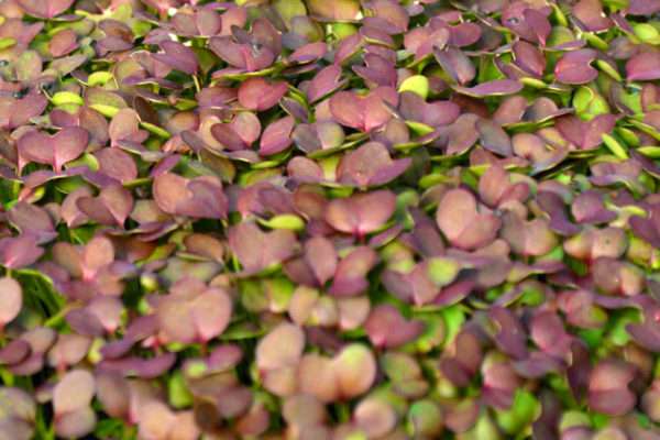 Red Mustard Microgreens