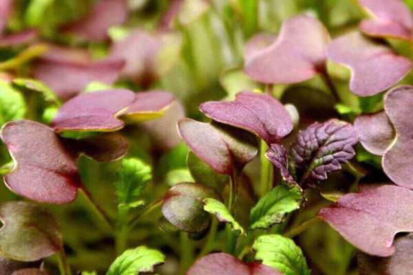 Red Mustard Microgreens