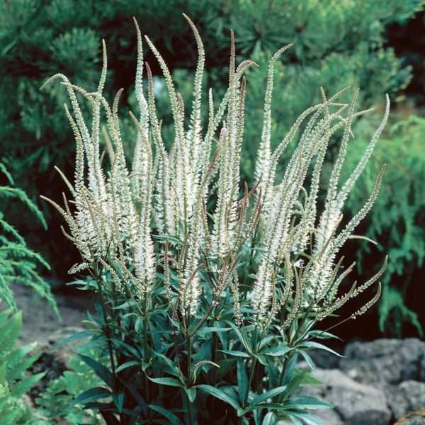 Culver's Root (Veronicastrum Virginicum)