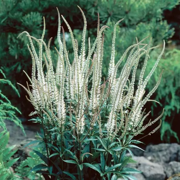 Culver's Root (Veronicastrum Virginicum)