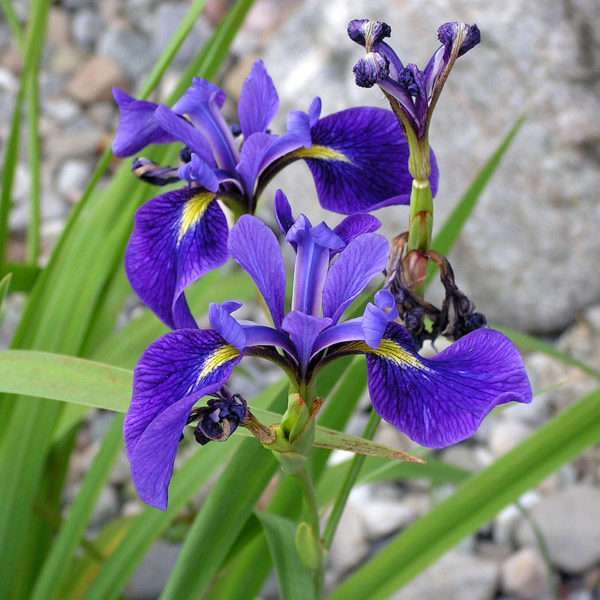 Northern Blue Flag (Iris Versicolor)