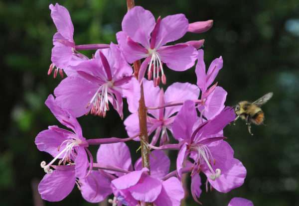 Fireweed (Chamerion Angustifolium) - Image 2