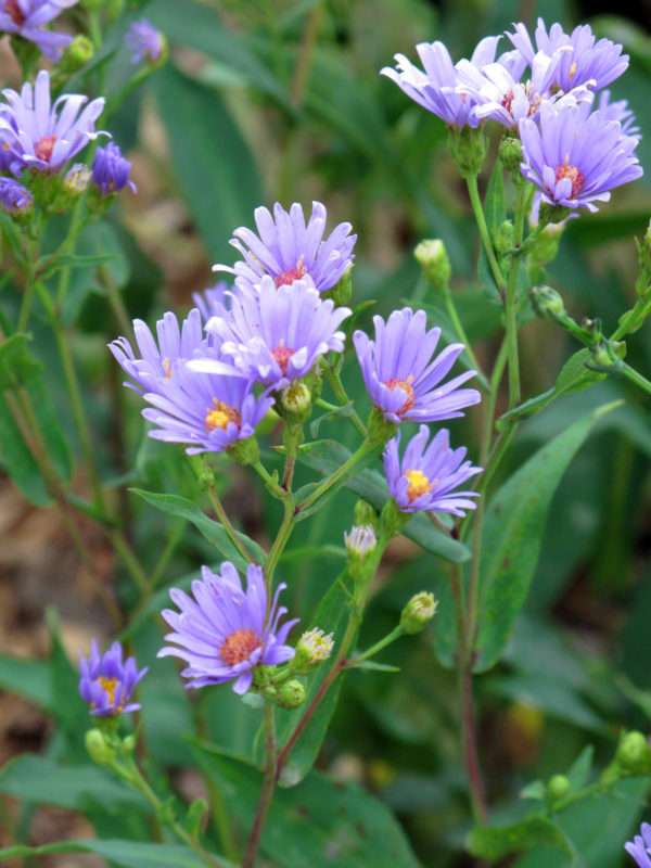 Smooth Blue Aster (Symphyotrichum laeve)