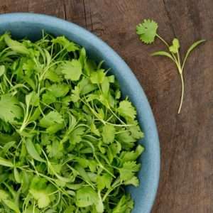 Cilanto Microgreens