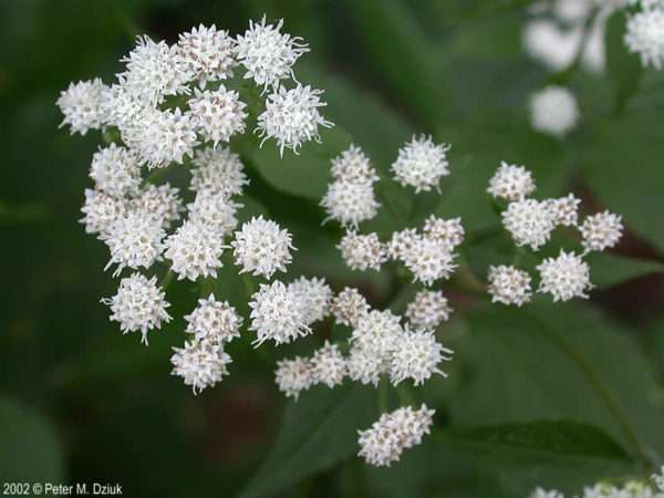 White Snakeroot (Ageratina Altissima)