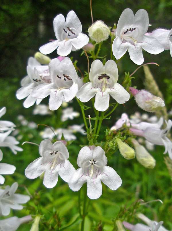 Foxglove Beardtongue (Penstemon Digitalis)