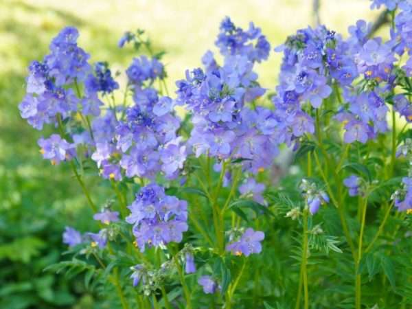 Jacob's Ladder (Polemonium Reptans) - Image 2