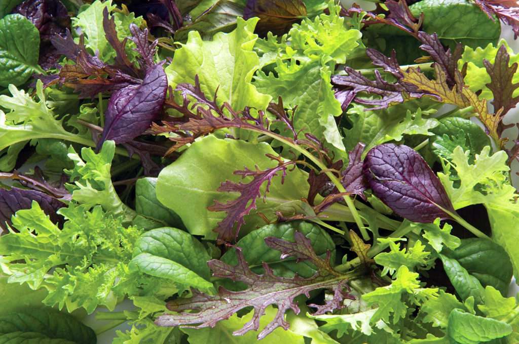 Mesclun Mix Northern Bay Organics