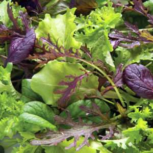 Mesclun Mix