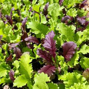 Mustard Green