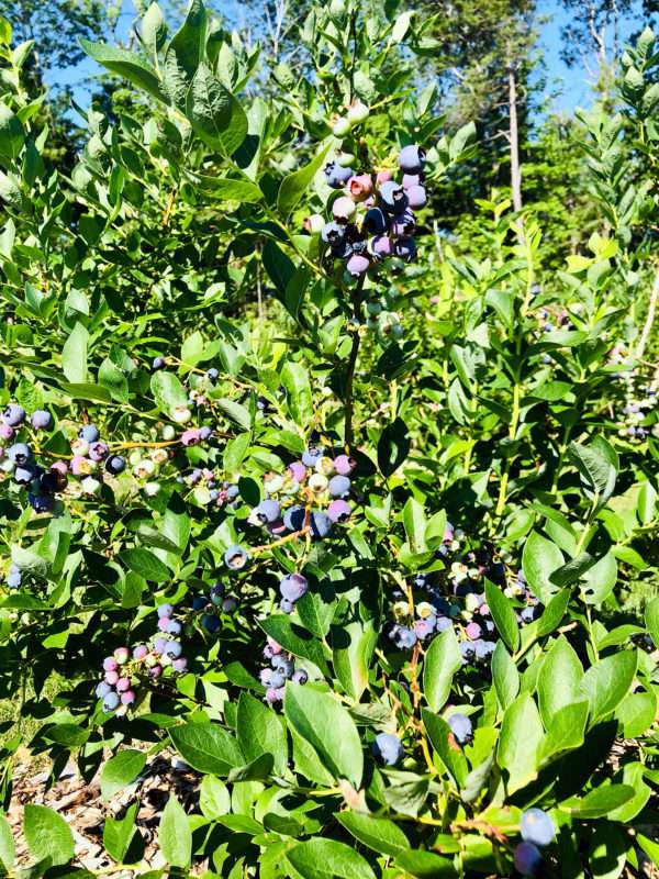 North Branch Farm Blueberries - Image 3