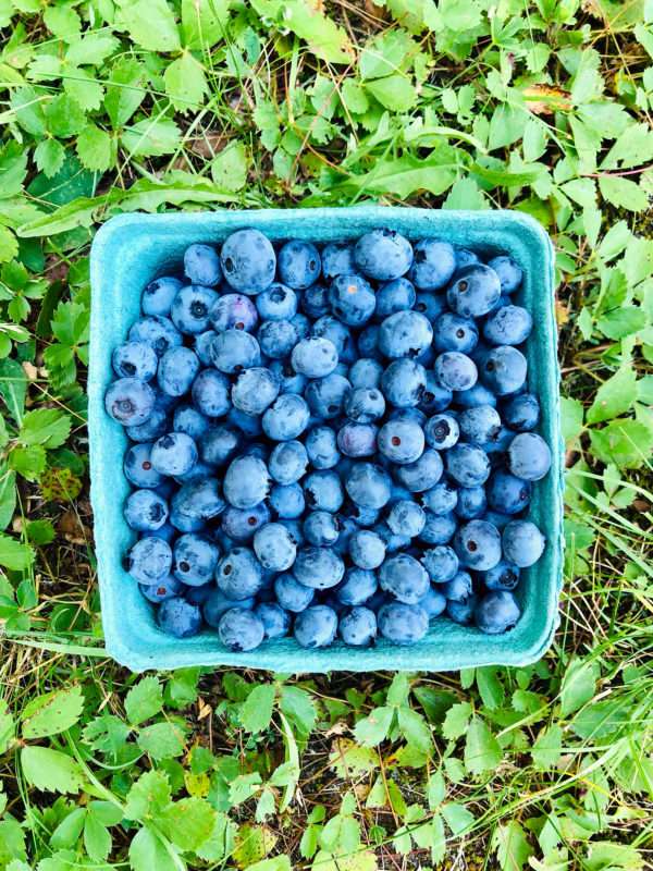 North Branch Farm Blueberries - Image 2