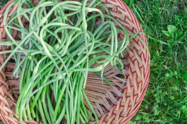 Garlic Scapes