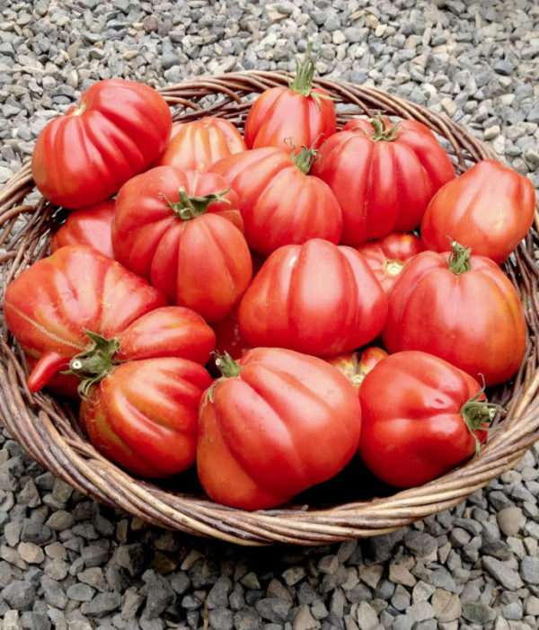 Cuor di Bue Albenga Paste Tomatoes