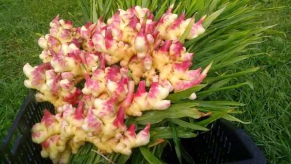 Fresh Baby GINGER - Image 2