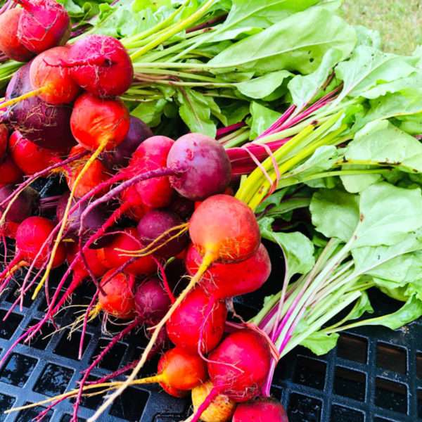 Multicolor Beets (bunch) - Image 2