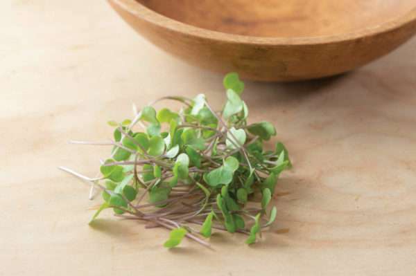 Red Russian Kale Microgreens