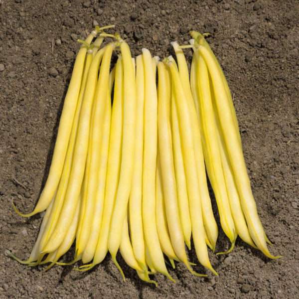 Yellow bush beans