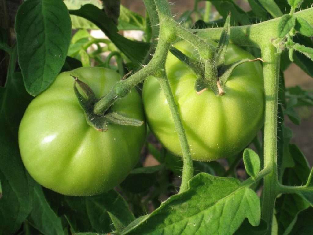 Green Tomatoes Near Me for Delicious Recipes