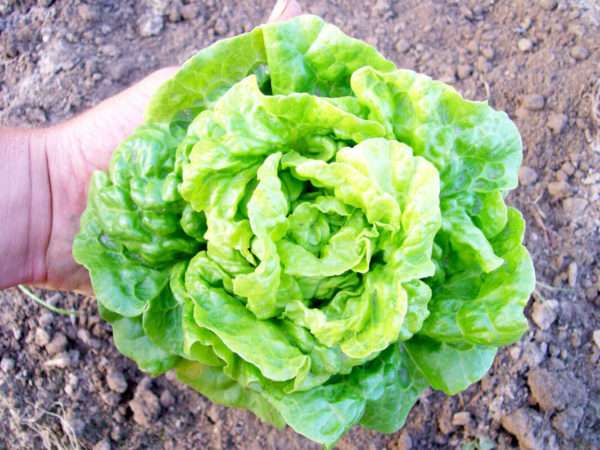 Tom Thumb Lettuce
