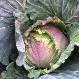 January King Cabbage