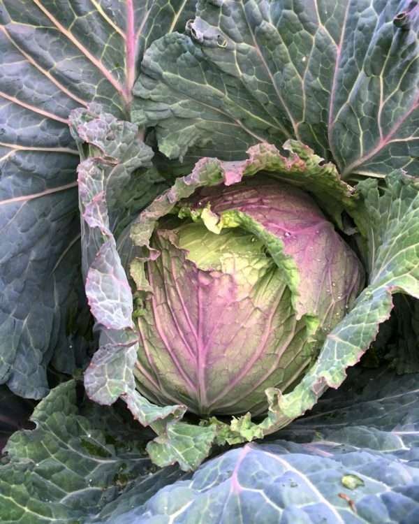 January King Cabbage